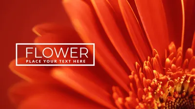 赤い花の背景, flower, vivid, flour, Zoom Virtual Background template