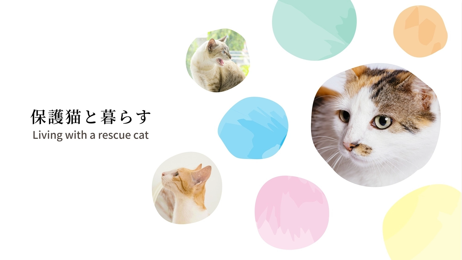 保護猫と暮らす（水玉の中に猫写真）, 活的, 白背景, 所有者, 部落格橫幅 模板