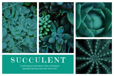 多肉植物, green, Photo, collage, Photo Collage template