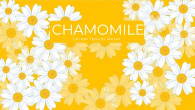 カモミール畑, chamomile, flower, flour, Zoom Virtual Background template