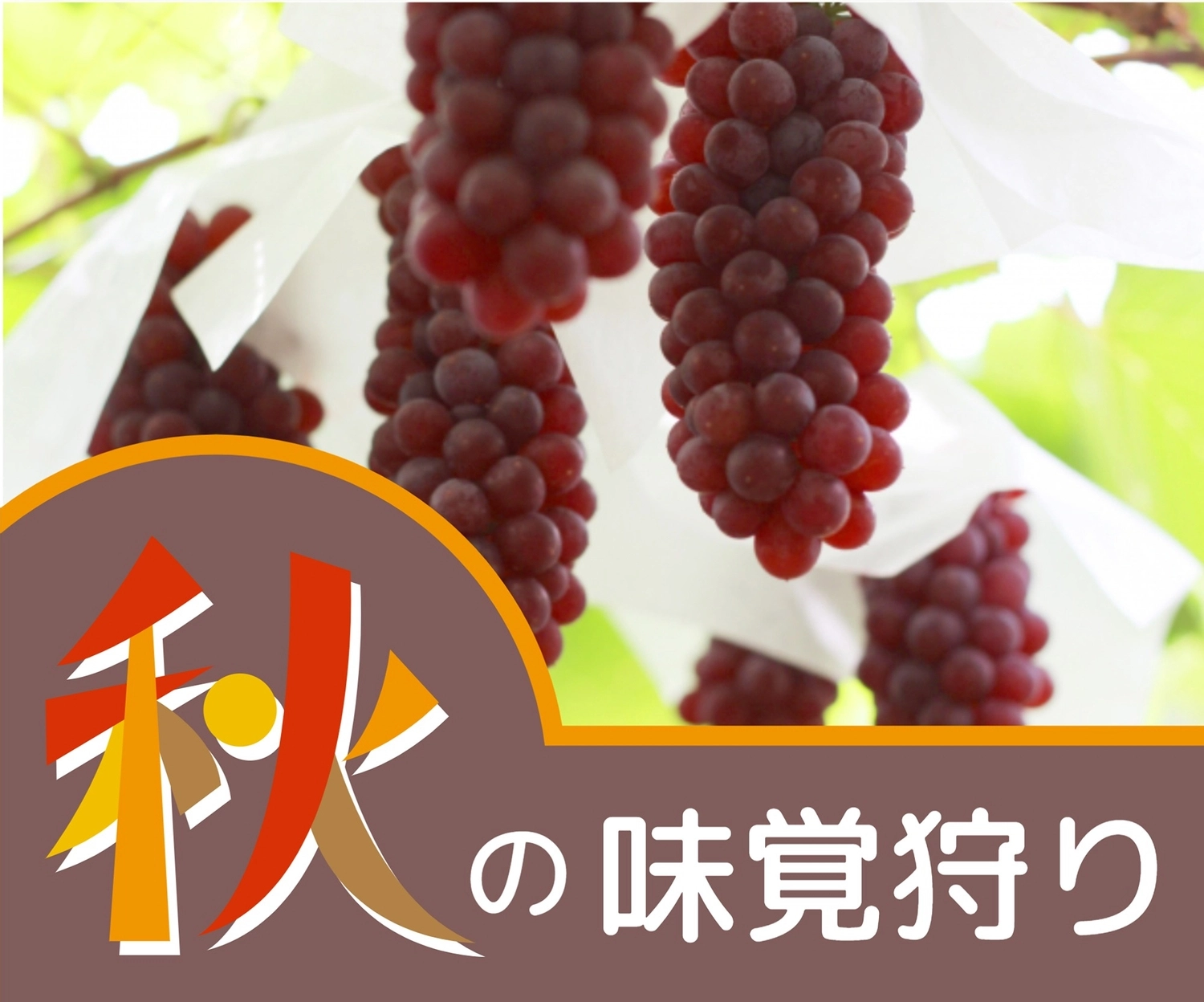 秋の味覚狩り（ぶどう写真）, plantation, fruit picking, fruit picking, Banner template