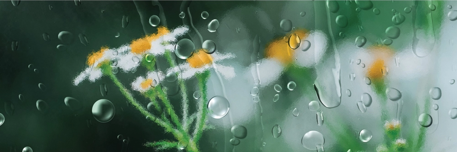 ガラス越しの雨に濡れる白い花の無料twitterヘッダーテンプレート 51 デザインac