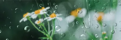 ガラス越しの雨に濡れる白い花, ヘッダー, 矩形, 横長, Twitterヘッダーテンプレート