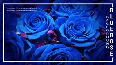 青バラの背景, ローズ, バラ, 薔薇, Zoomバーチャル背景テンプレート
