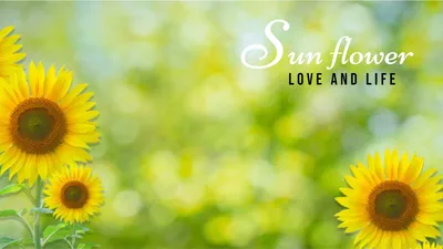 ひまわり畑のぼかし背景, sunflower, Sunflower field, flower, Zoom Virtual Background template