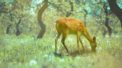 小鹿の食事, Zilu, deer, animal, Zoom Virtual Background template