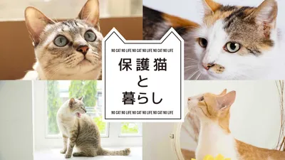 保護猫と暮らし（猫形フレームと写真）, 編集, デザイン, 作成, ブログのアイキャッチテンプレート