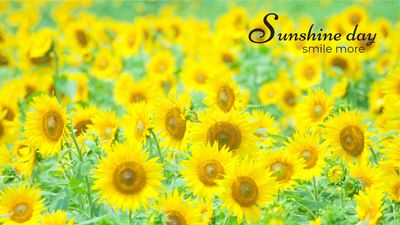 Zoom Virtual Background template 3085, background, flower, sunflower, Zoom Virtual Background template