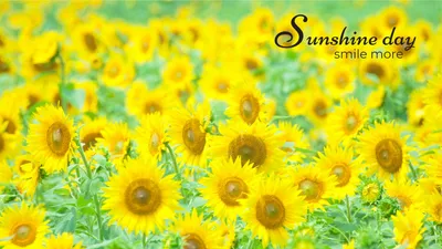 ひまわり畑の背景, background, flower, sunflower, Zoom Virtual Background template