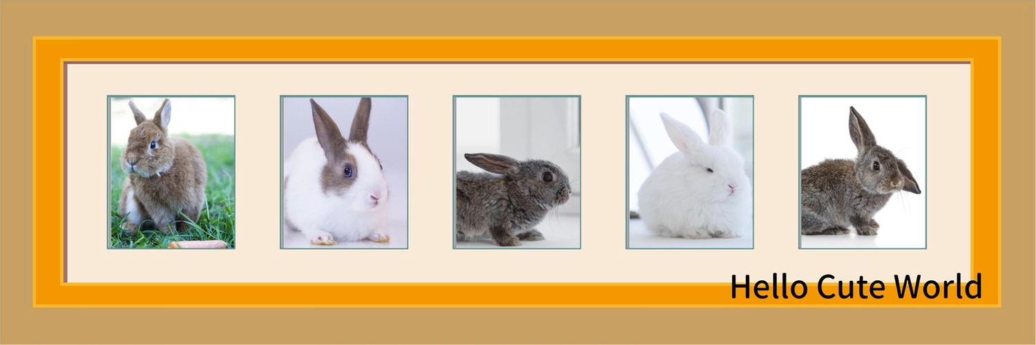 ウサギ写真のフォトフレーム風Twitterヘッダー, うさぎ, 動物, かわいい, Twitterヘッダーテンプレート